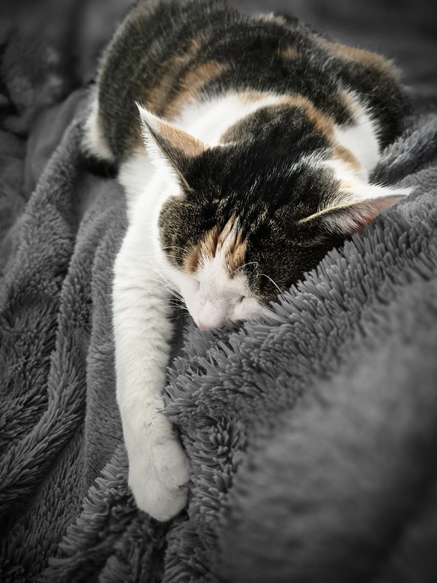 Katze - Lucky